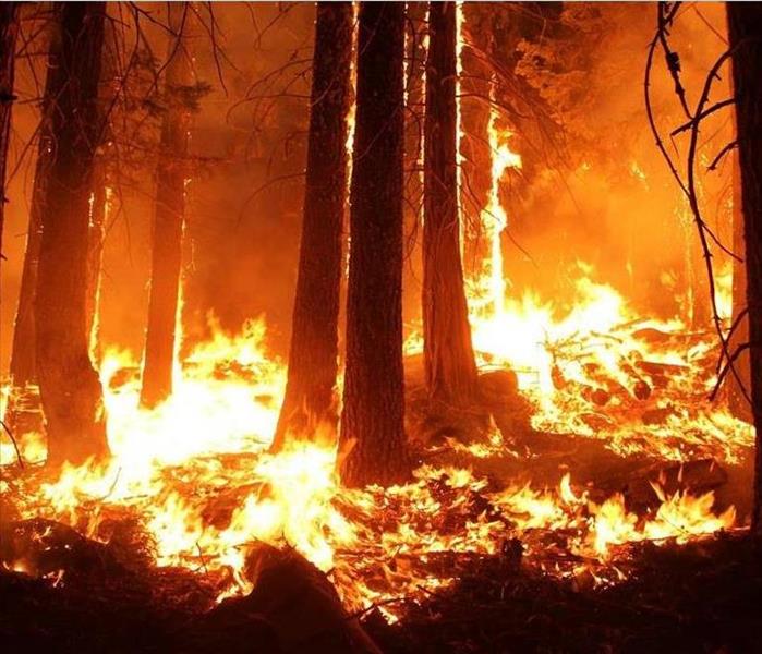 Wildfire, multiple trees within a forest inflamed and charred