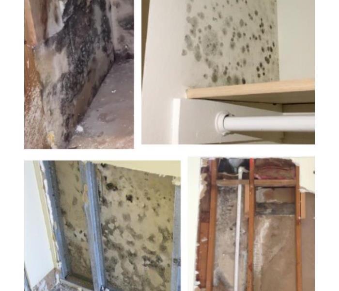 Four pictures showing Black, Green and White mold growing on walls, drywall, behind drywall on wood
