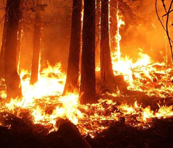 Multiple trees on fire